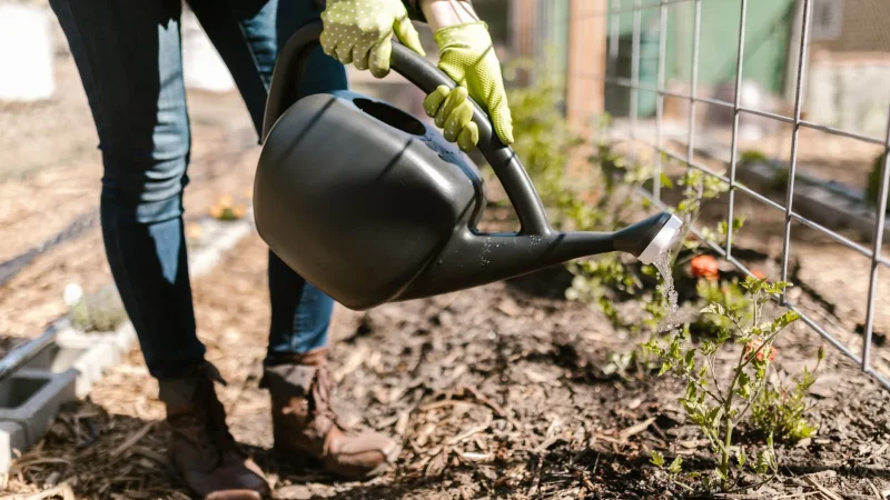 How to Calculate Plant Water Needs for Drip
