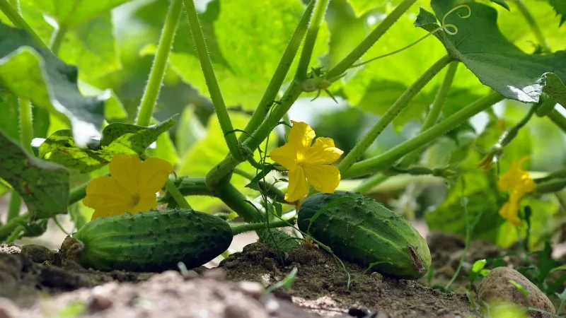 Drip Irrigation for Cucumbers and Squash