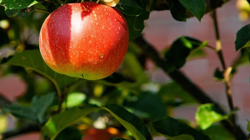 Drip Irrigation for Fruit Trees by Age