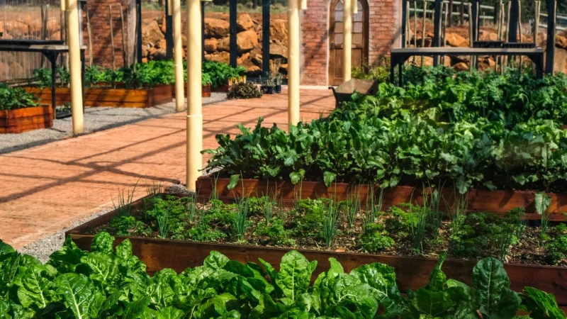 Drip Irrigation Basics: A Beginner’s Guide
