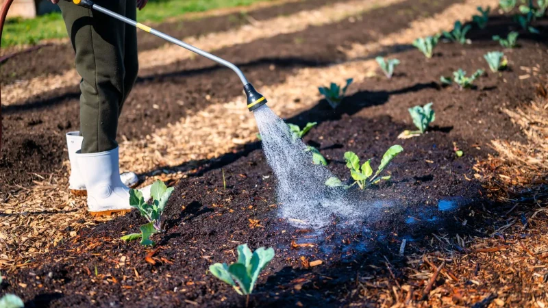Drip Irrigation Questions Beginners Ask