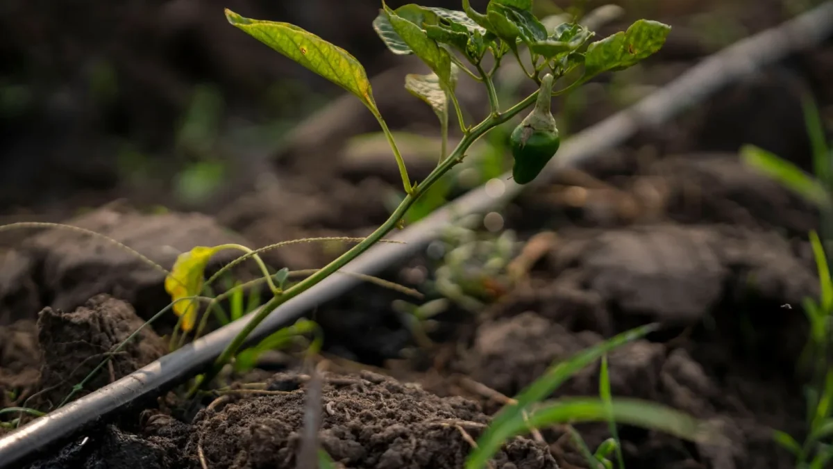 Drip Irrigation Terms Every Beginner Needs