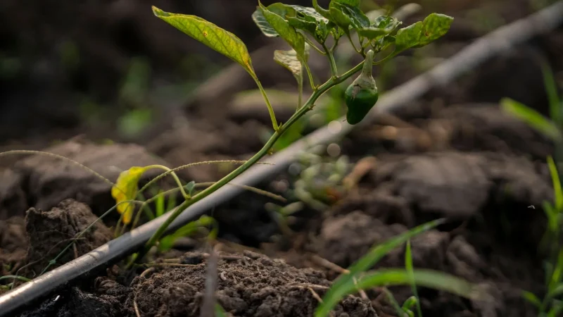 Drip Irrigation Terms Every Beginner Needs