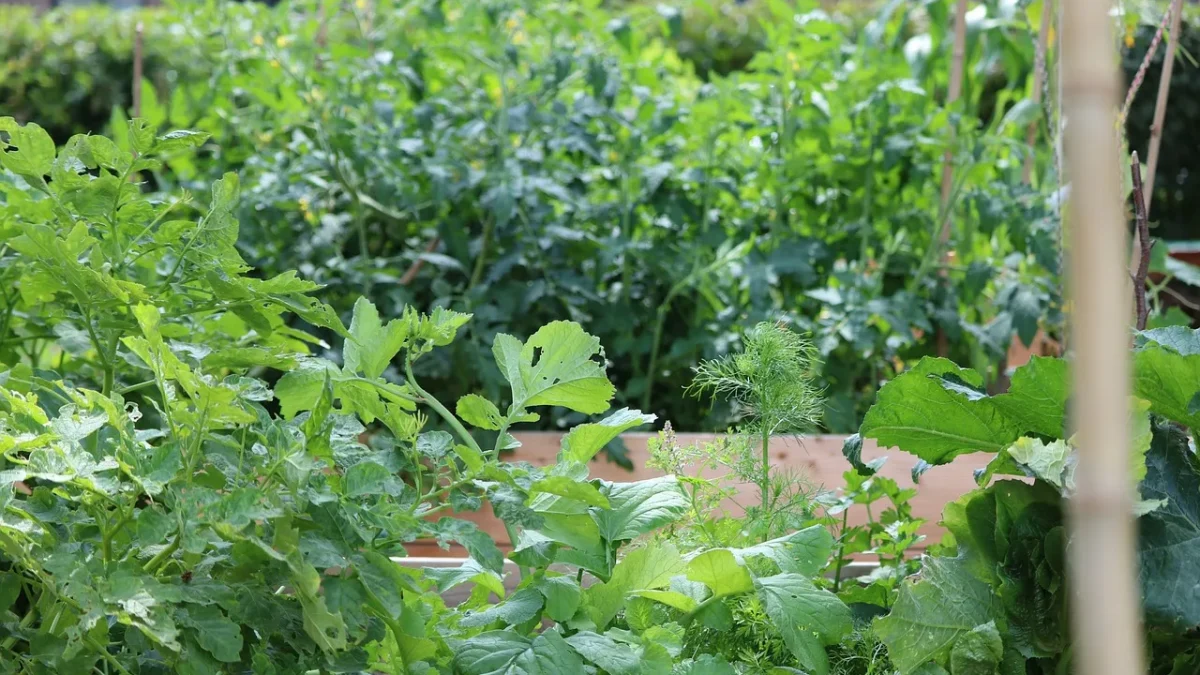 Install Drip Irrigation in a Raised Garden Bed