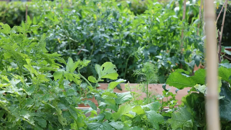 Install Drip Irrigation in a Raised Garden Bed