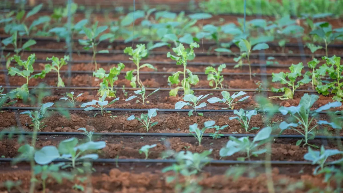 Drip Irrigation Planning Checklist