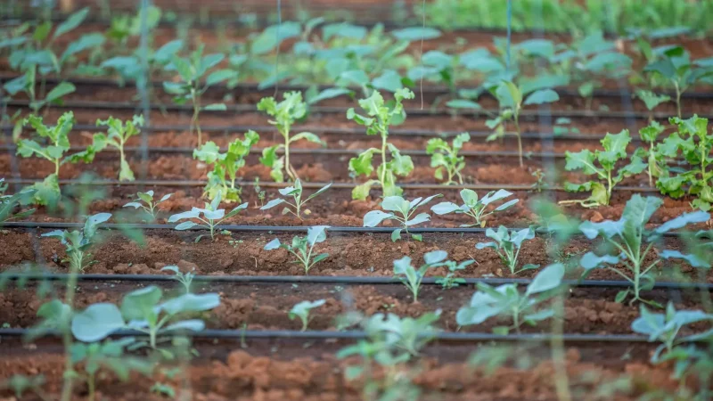 Drip Irrigation Planning Checklist