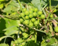 Drip Irrigation for a Small Backyard Orchard