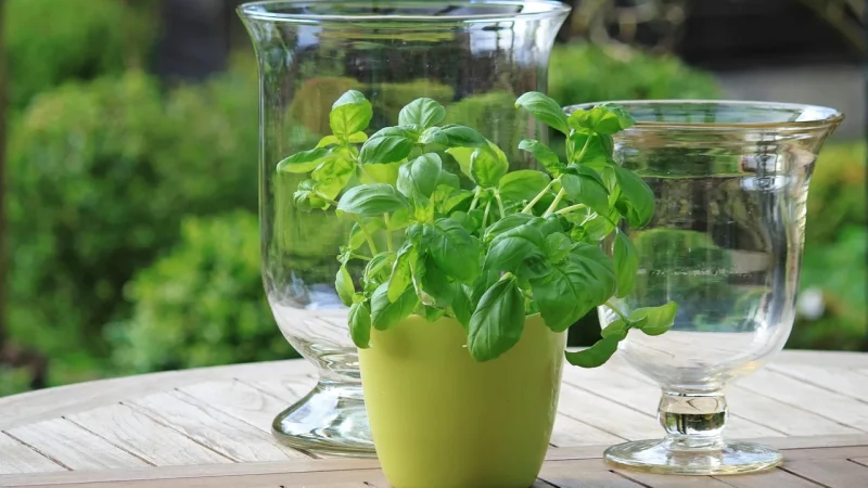 Drip Watering Herbs: Schedules That Work