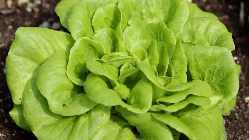 Watering Leafy Greens with Drip: Best Practices