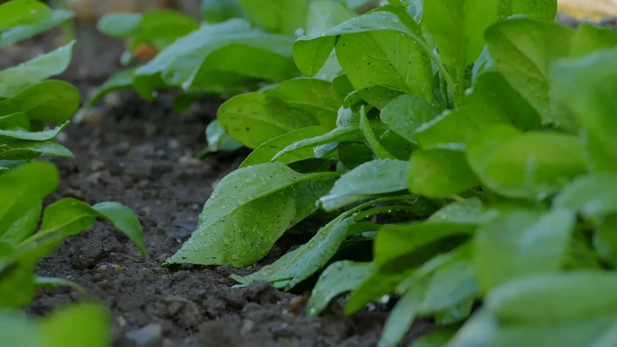 Drip Watering Schedule by Plant Type