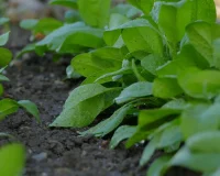 Drip Watering Schedule by Plant Type