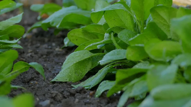 Drip Watering Schedule by Plant Type