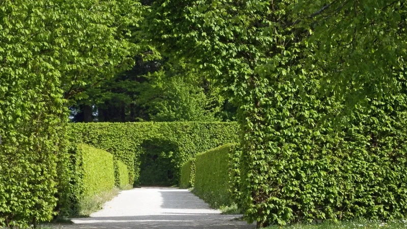 Watering Shrubs and Hedges with Drip