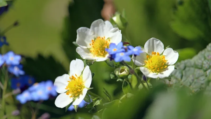 Watering Strawberries with Drip Emitters