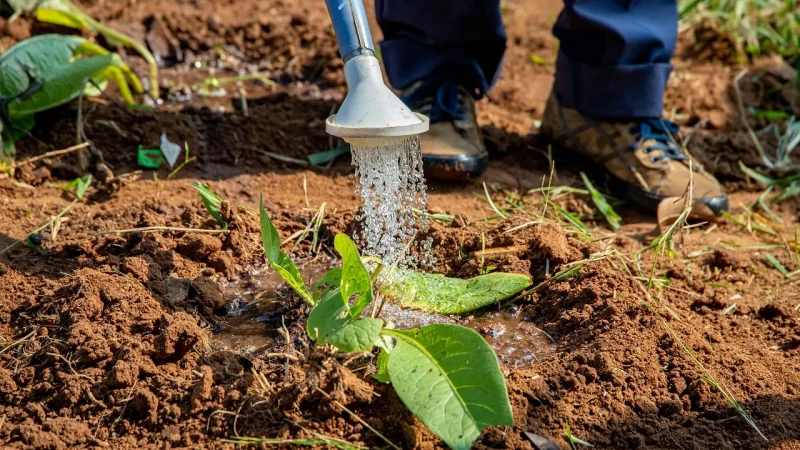 Stop Drip Emitters From Popping Off the Line