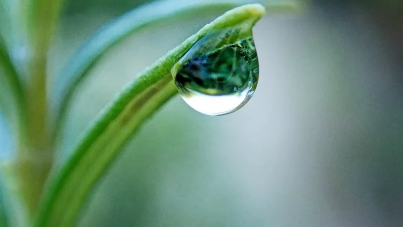 Gravity Drip From a Rain Barrel Explained