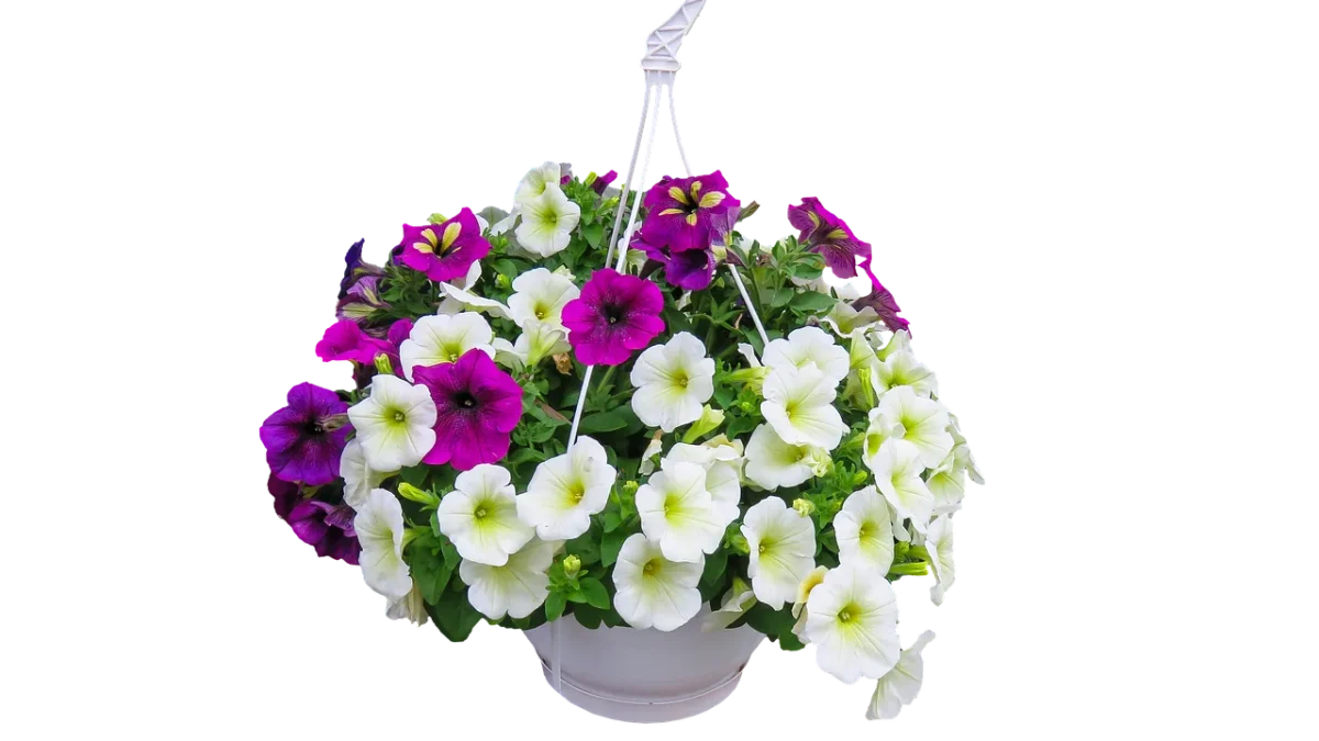 Drip Watering Mistakes for Hanging Baskets