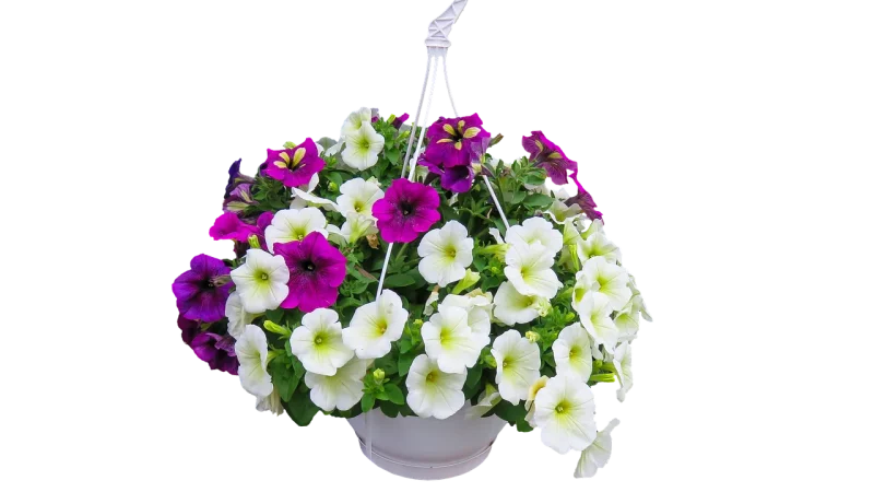 Drip Watering Mistakes for Hanging Baskets