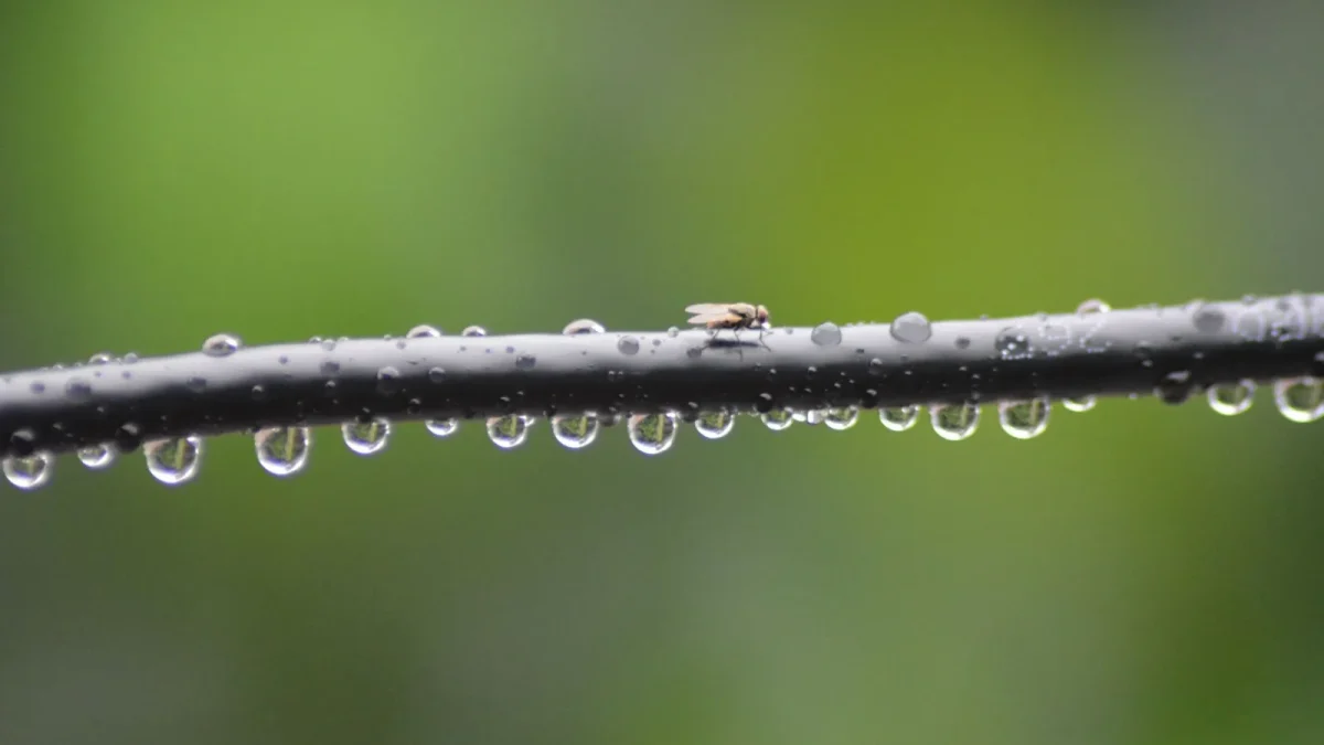 How Drip Irrigation Works, Step by Step