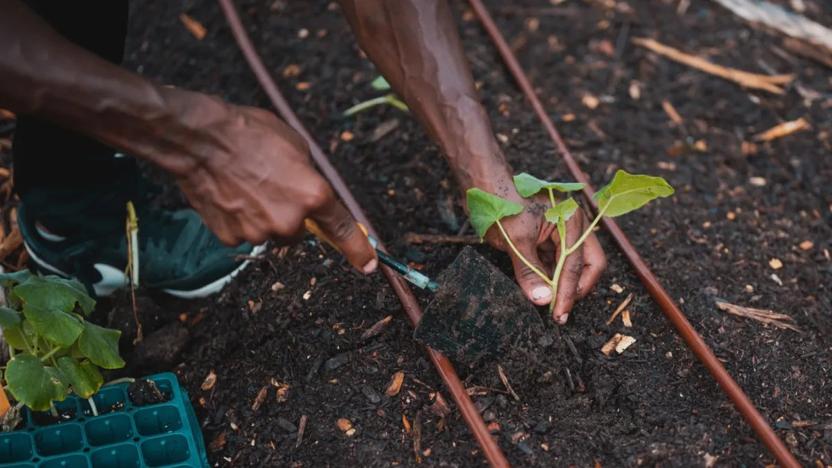 How to Plan a Drip Irrigation Layout