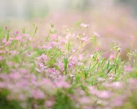 Seasonal Drip System Check Routine for Every Spring
