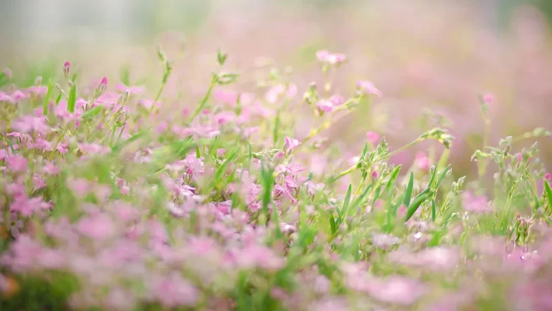 Seasonal Drip System Check Routine for Every Spring
