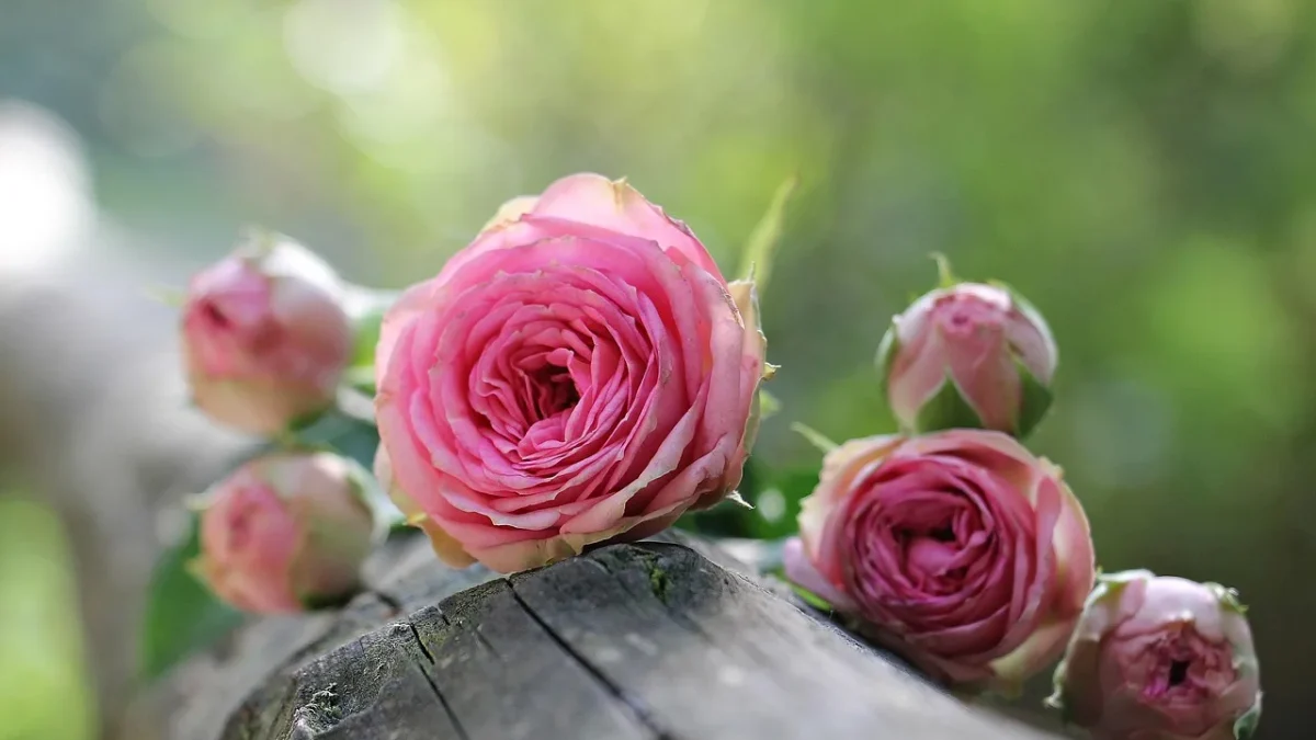 How to Water Roses with Drip Irrigation