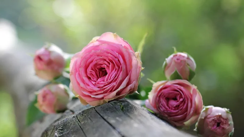 How to Water Roses with Drip Irrigation