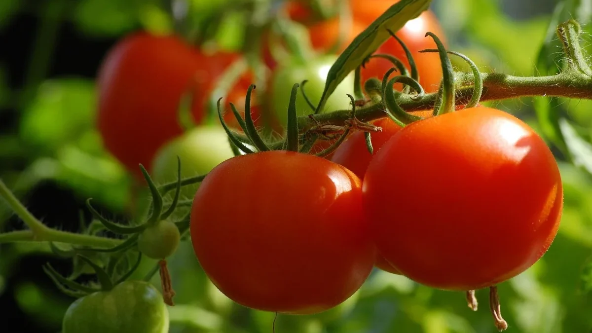 How to Water Tomatoes with Drip Irrigation