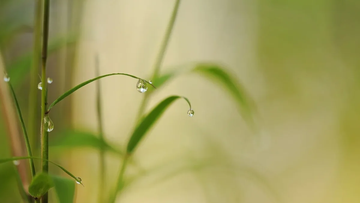 A 1/4 inch drip emitter releasing slow drops of water at the base of a pepper plant