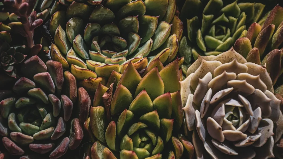 A single low-flow drip emitter placed several inches from the base of a potted cactus