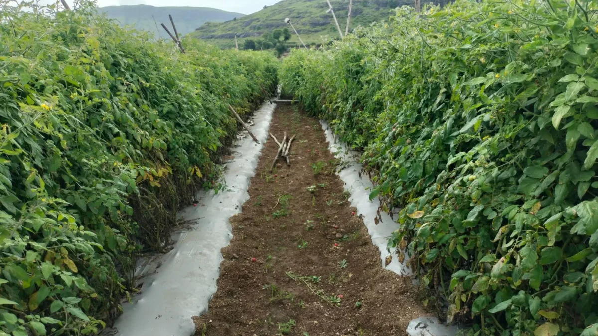 A one gallon per hour drip emitter releasing water at the base of a tomato plant in a raised bed
