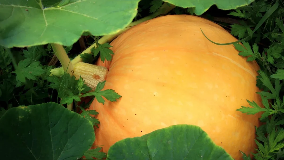 Sprawling squash plant with large leaves growing over mulched garden soil