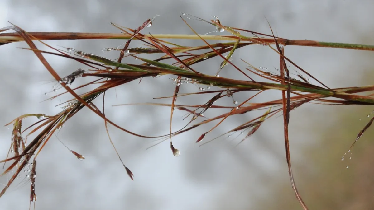A drip emitter cut open showing sediment and sand packed inside the water passage