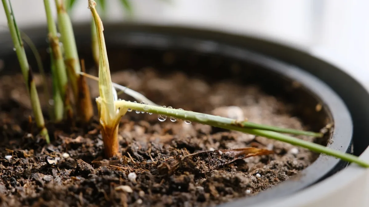 A close-up of a drip emitter releasing a slow drop of water at the base of a garden plant