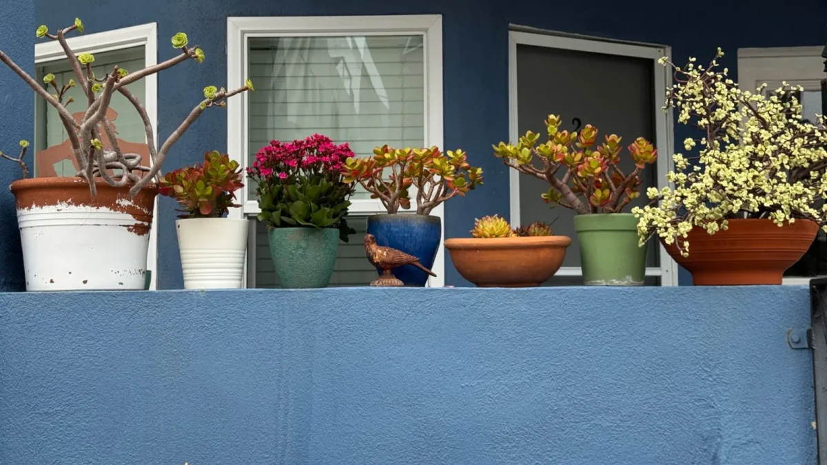Thin drip tubing running between potted plants on an apartment balcony railing