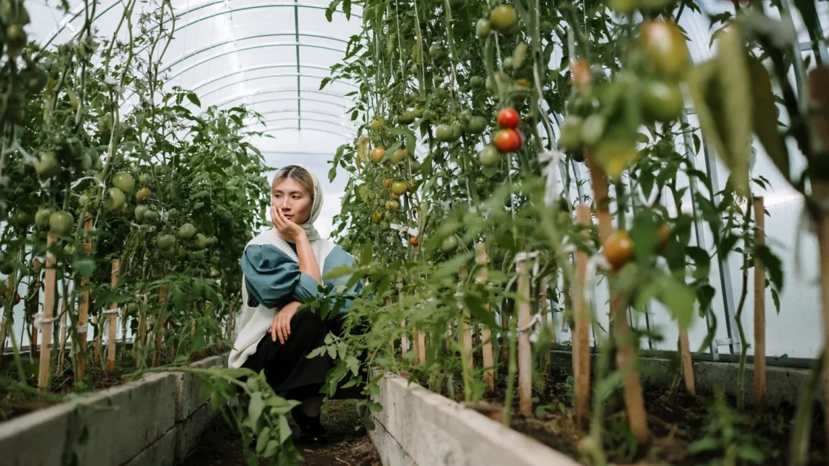 A small drip emitter releasing water at the base of a tomato plant in a raised garden bed