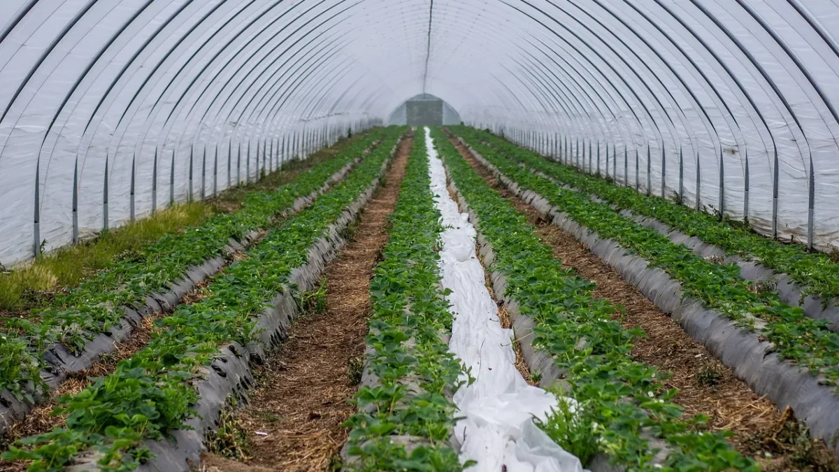 Hands rinsing a sediment-packed drip irrigation filter screen under running water