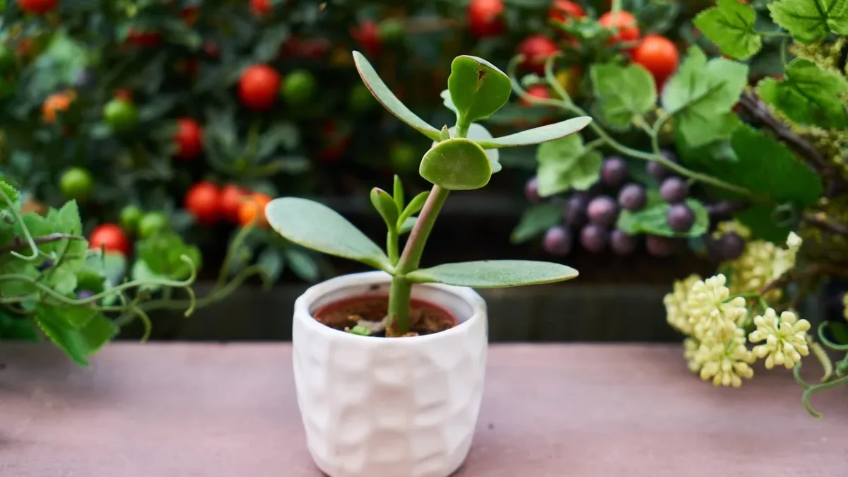 A drip emitter releasing water at the base of a garden plant