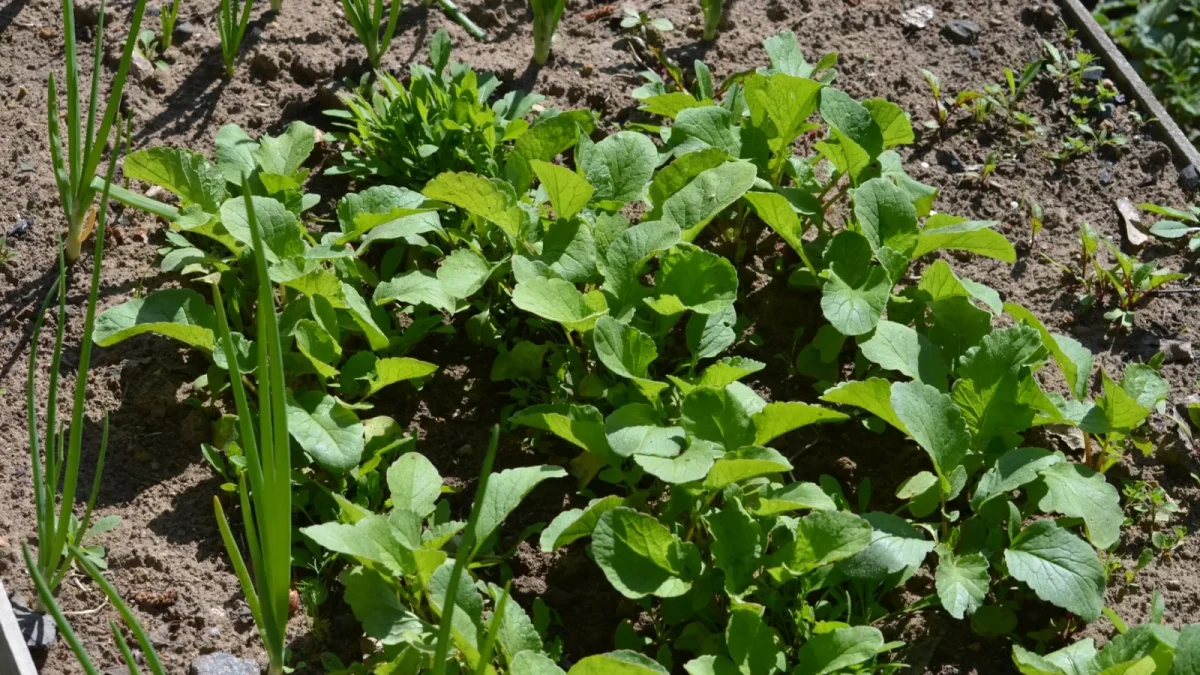 A 1/2 inch mainline running along a raised vegetable bed with micro tubing spurs reaching each plant