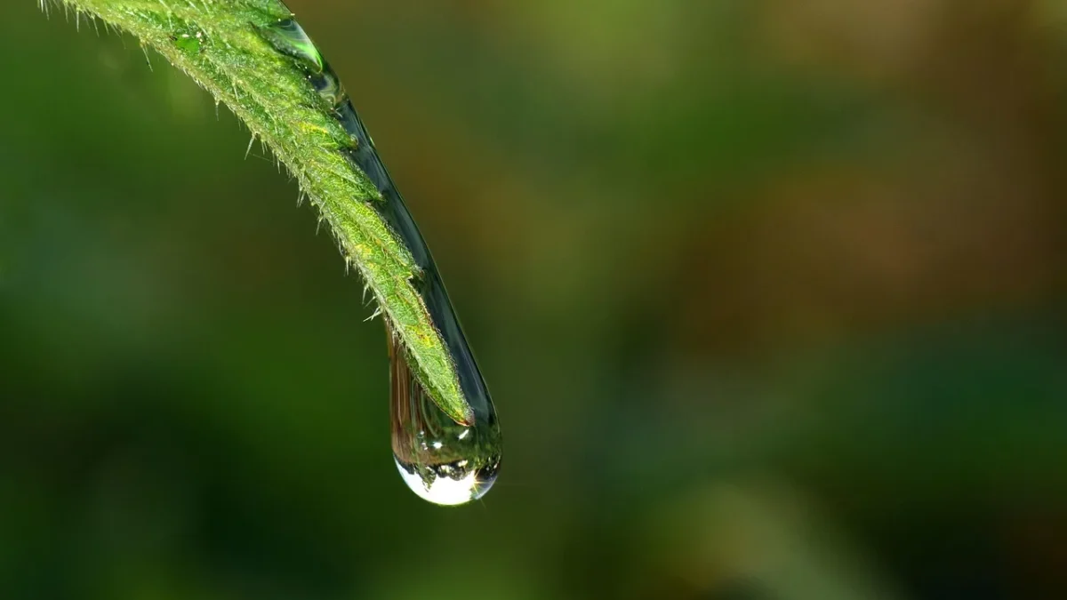 Half-inch drip tubing laid on soil with mulch partly spread over it in a garden bed