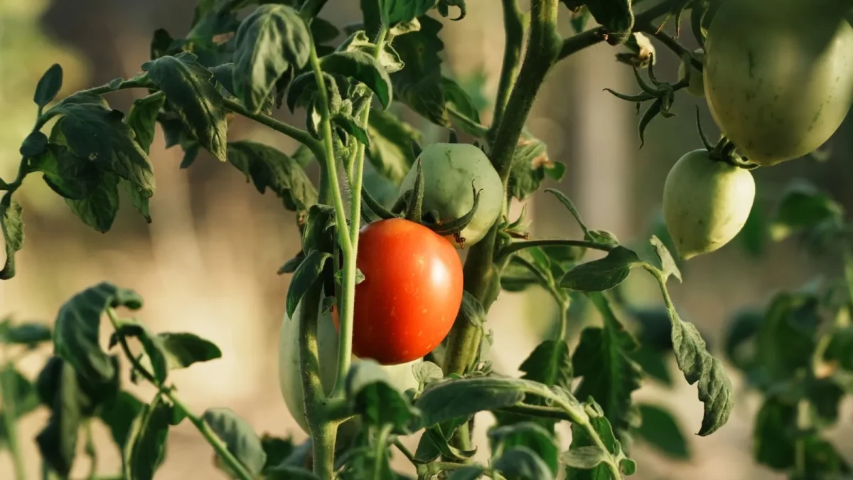 A drip emitter releasing water at the base of a tomato plant in a raised garden bed