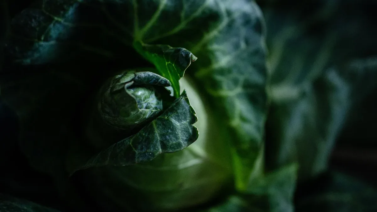 Close-up of low-flow drip emitters watering a row of green lettuce at the soil surface