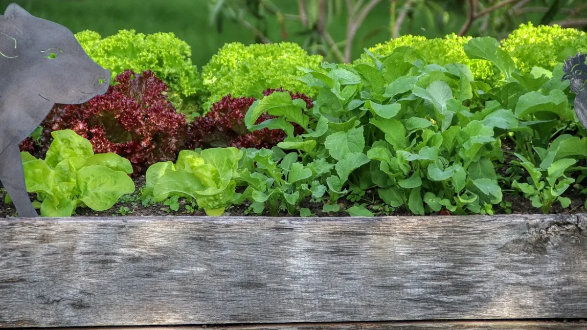 Raised garden bed of spinach and romaine with drip tubing running between the rows