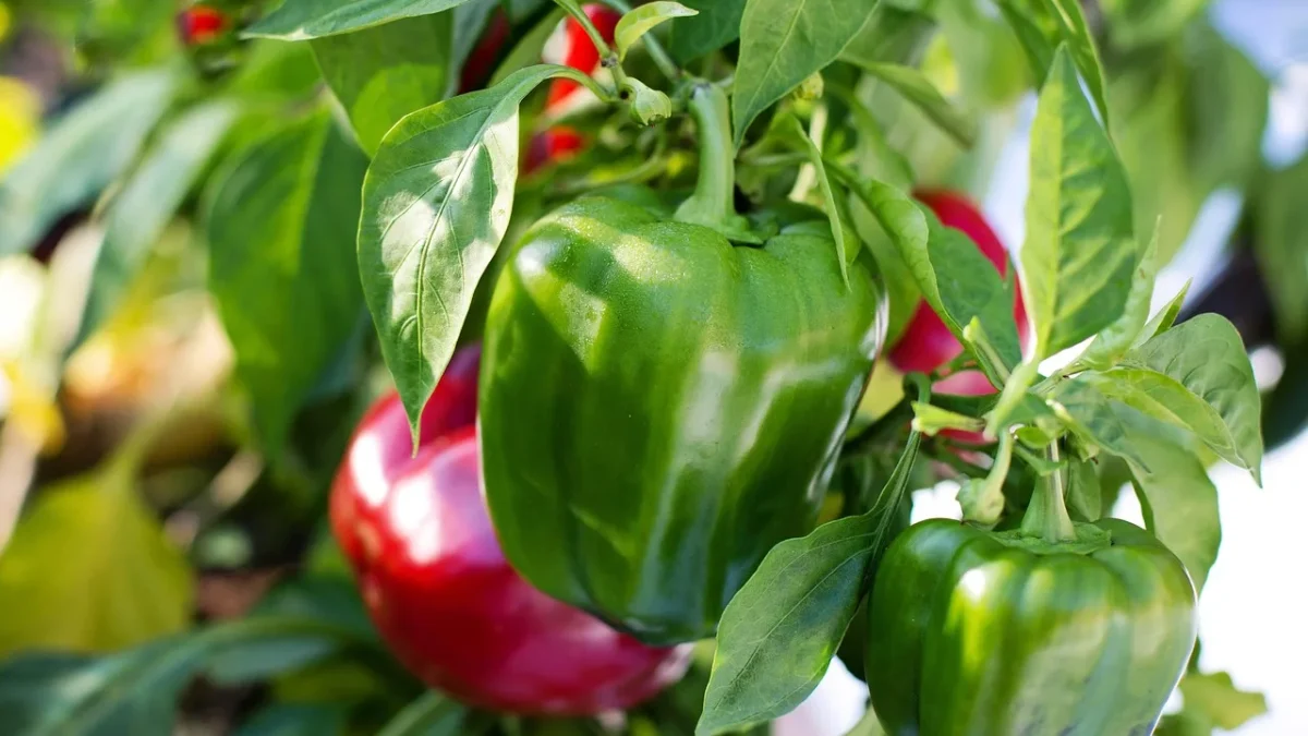 Bell pepper with a vertical crack in its skin caused by uneven watering