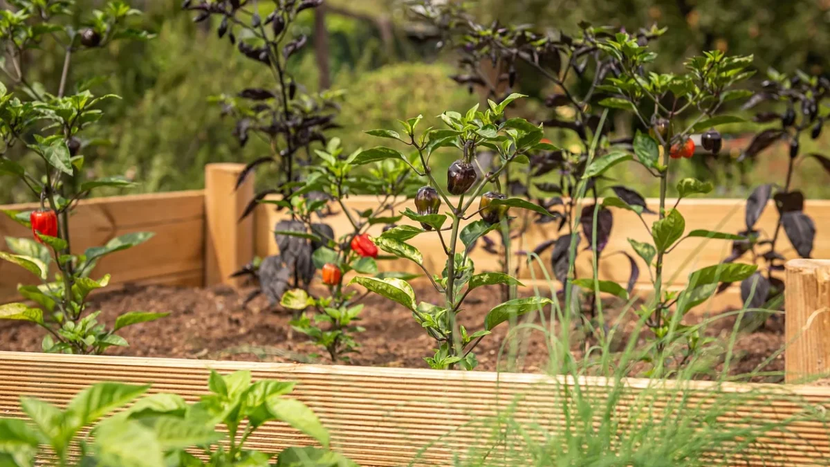 A raised vegetable bed with separate drip lines running to greens, peppers, and tomatoes