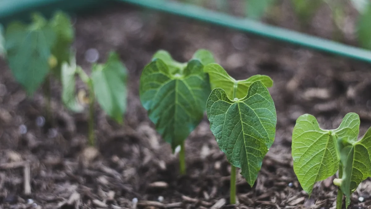 Raised strawberry bed with parallel drip lines running between rows of plants