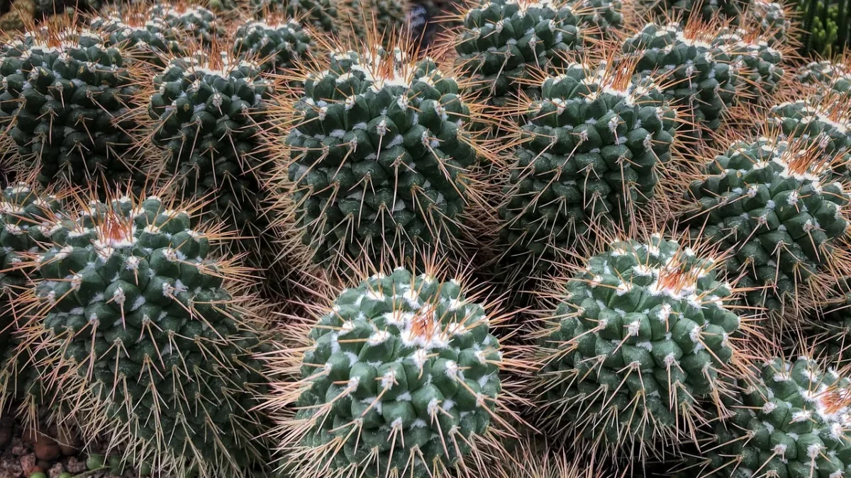 A drip emitter releasing water at the base of a desert native shrub in gravel mulch