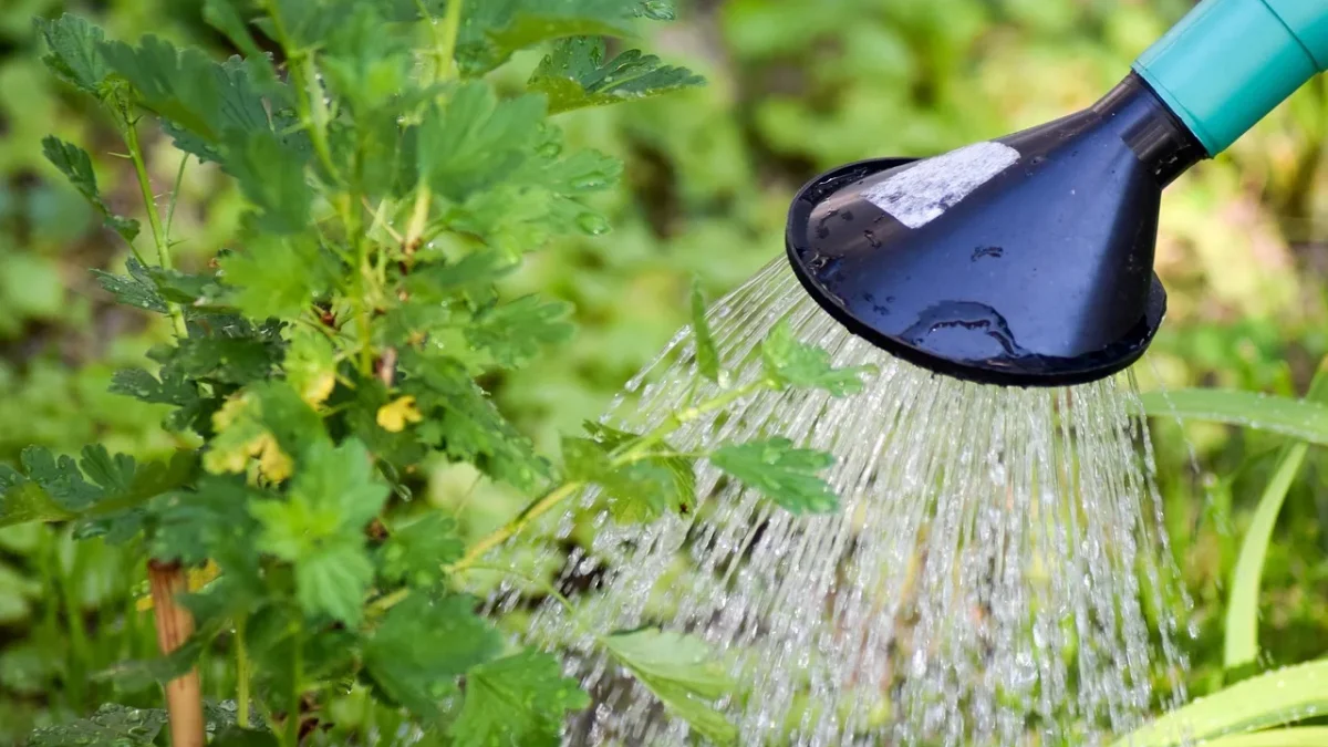 A drip irrigation pressure regulator threaded onto a hose bib next to a filter